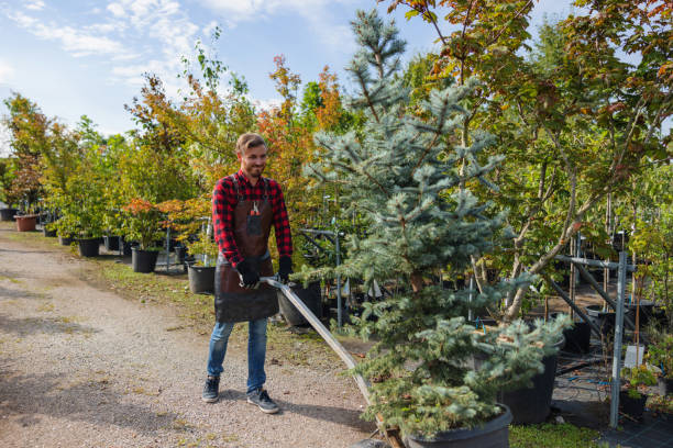 Best Tree Mulching  in Lely Resort, FL